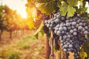 Vineyard Leadership Lessons – 7 Questions For Improving Results